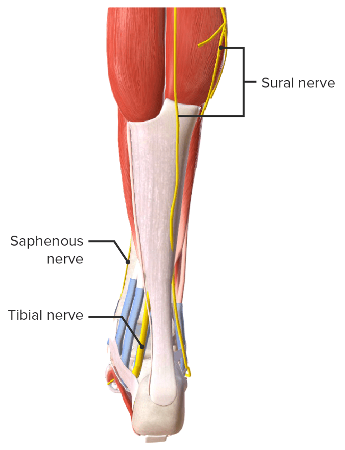 Posterior view of the nerves of the ankle joint