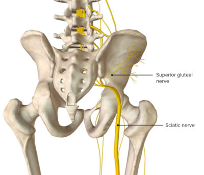 Posterior view of the pelvis and hip joint