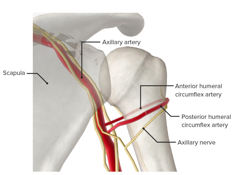 Arm Anatomy Video Lecturio Medical