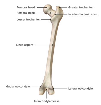 Thigh: Anatomy | Concise Medical Knowledge