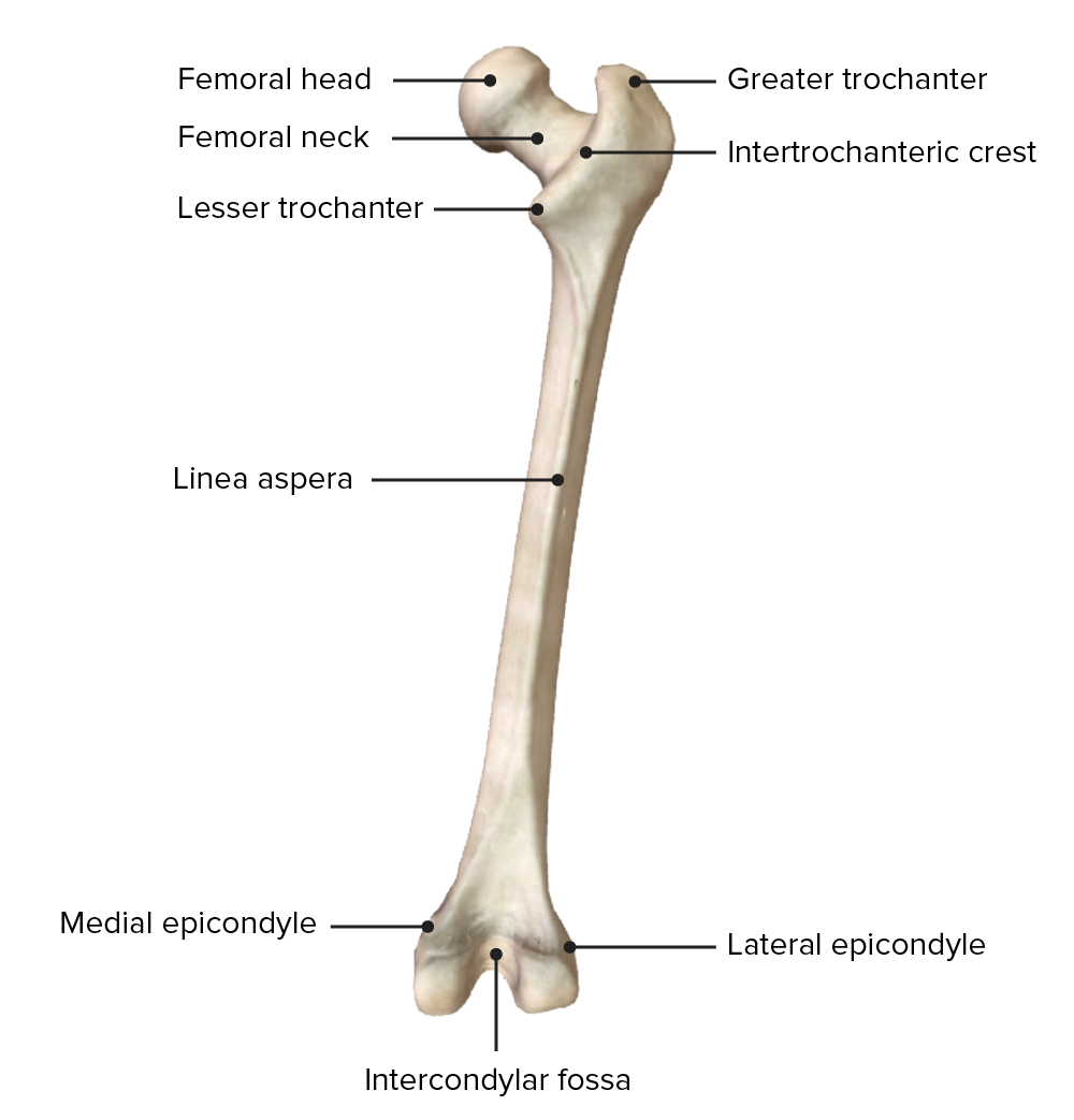 Posterior view of the right femur