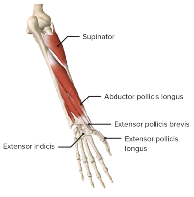 Forearm: Anatomy | Concise Medical Knowledge