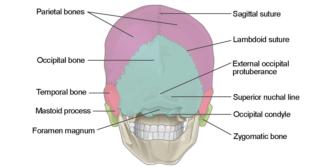 Vista posterior del cráneo