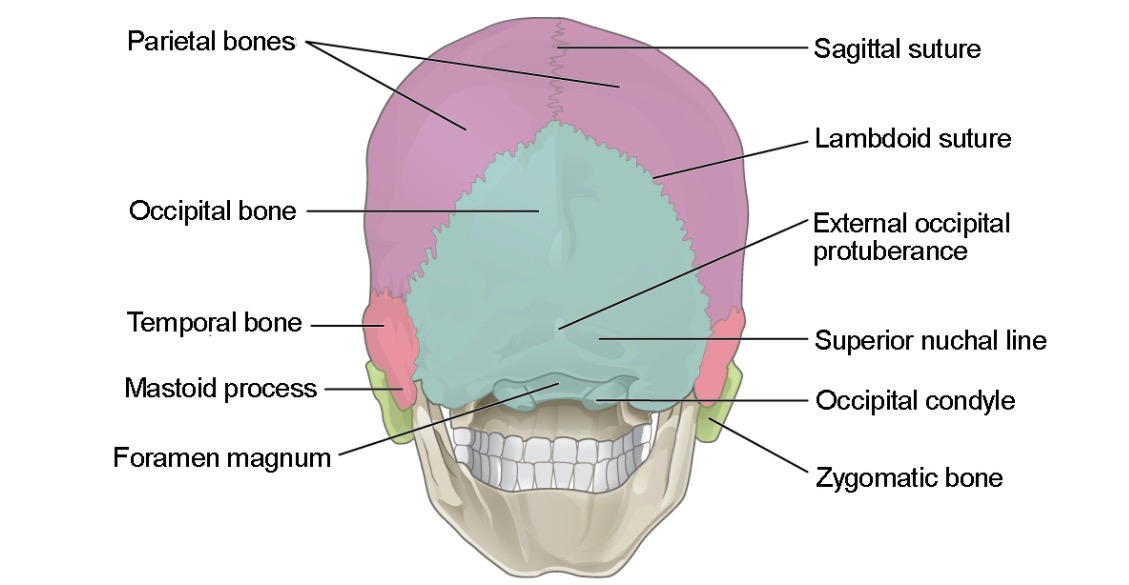 superior skull anatomy