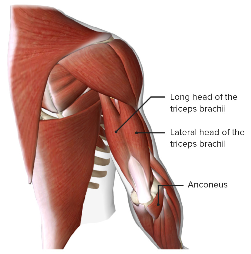 Posterior view of the upper arm, featuring the triceps brachii and anconeus muscles