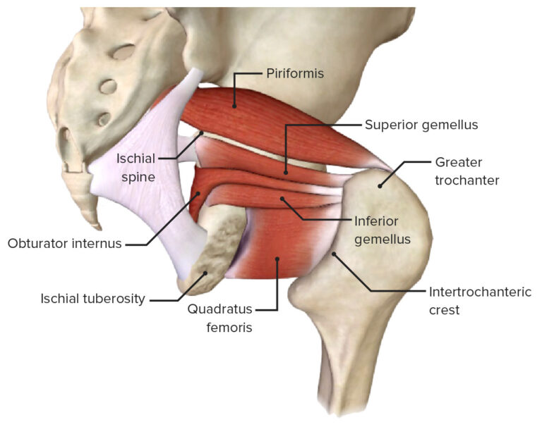Hip Joint: Anatomy | Concise Medical Knowledge