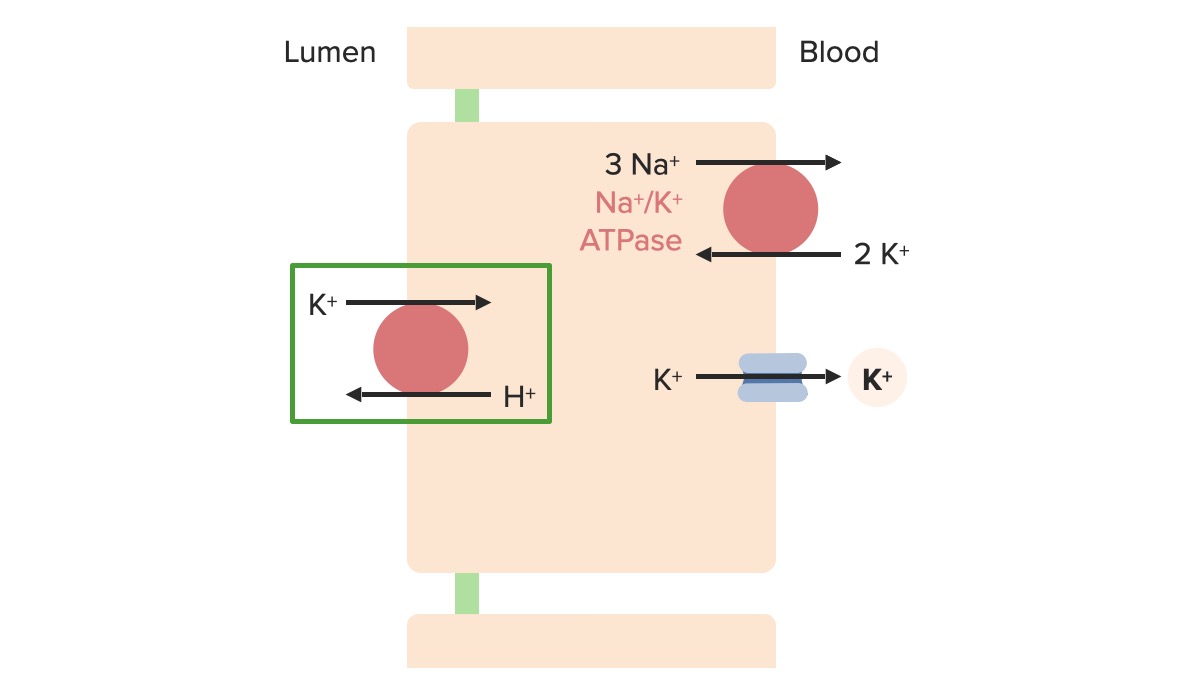 Renal Potassium Regulation Concise Medical Knowledge
