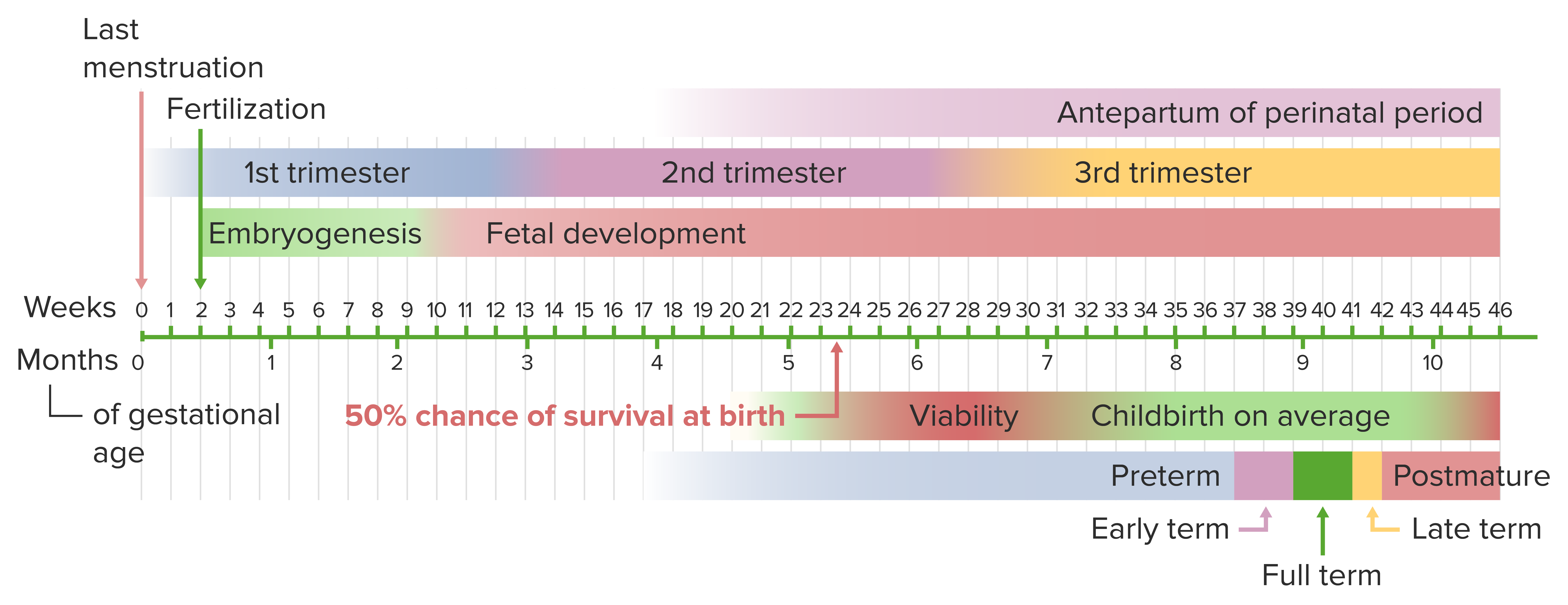 Trimester timeline: calculating pregnancy weeks to months - The Mother Baby  Center