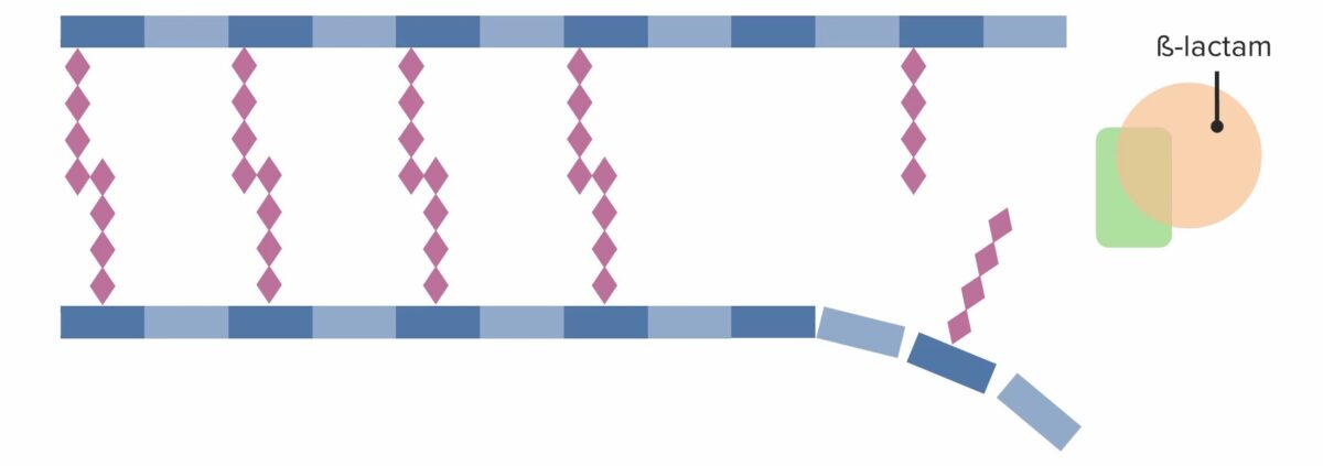 Presence of a beta-lactam antibiotic, irreversibly binding and inhibiting pbp