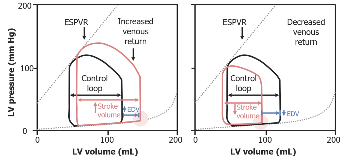 Curvas de pressão-volume a ilustrar a lei de frank-starling