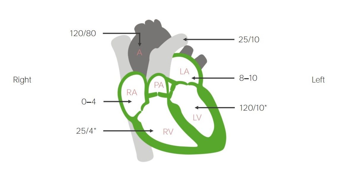 Pressures (in mm hg) within the chambers of the heart and great vessels