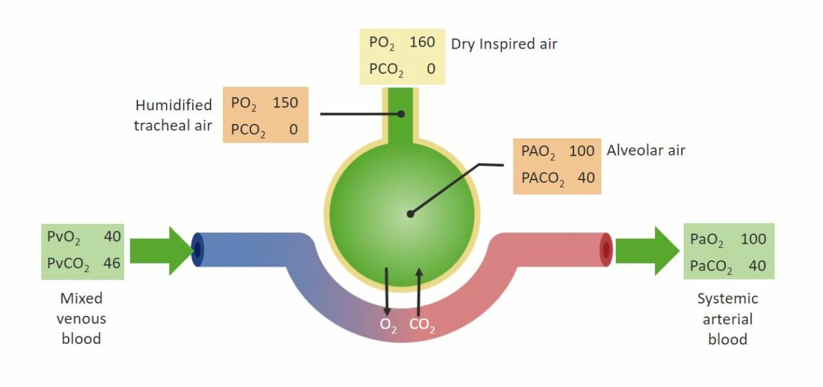 Presiones de o₂ y co₂ intercambio de gases respiratorios.