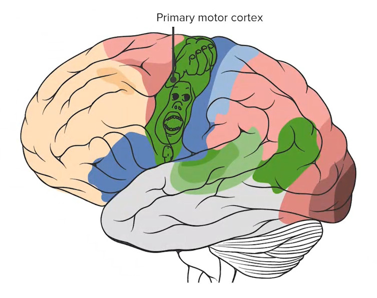 Cortex motor primário
