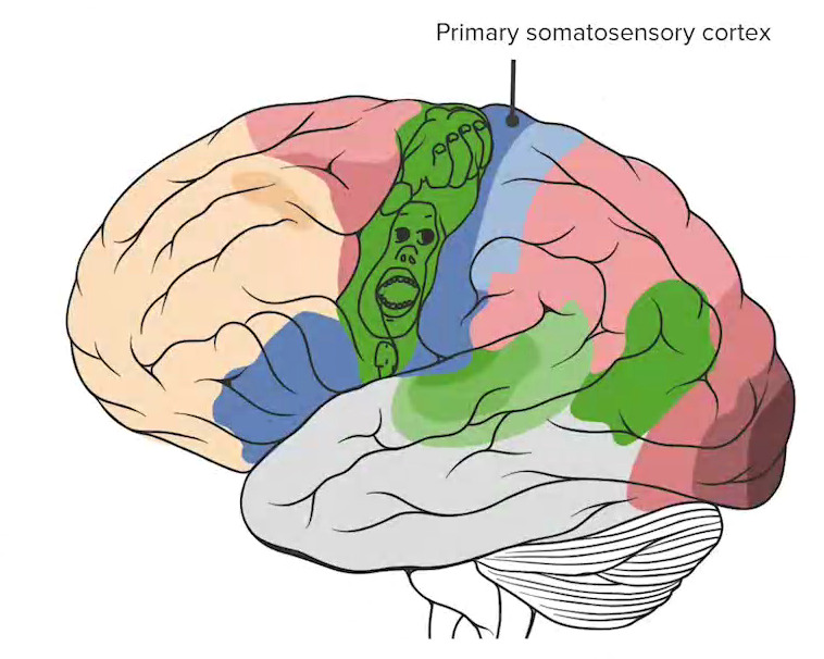Córtex somato-sensorial primário