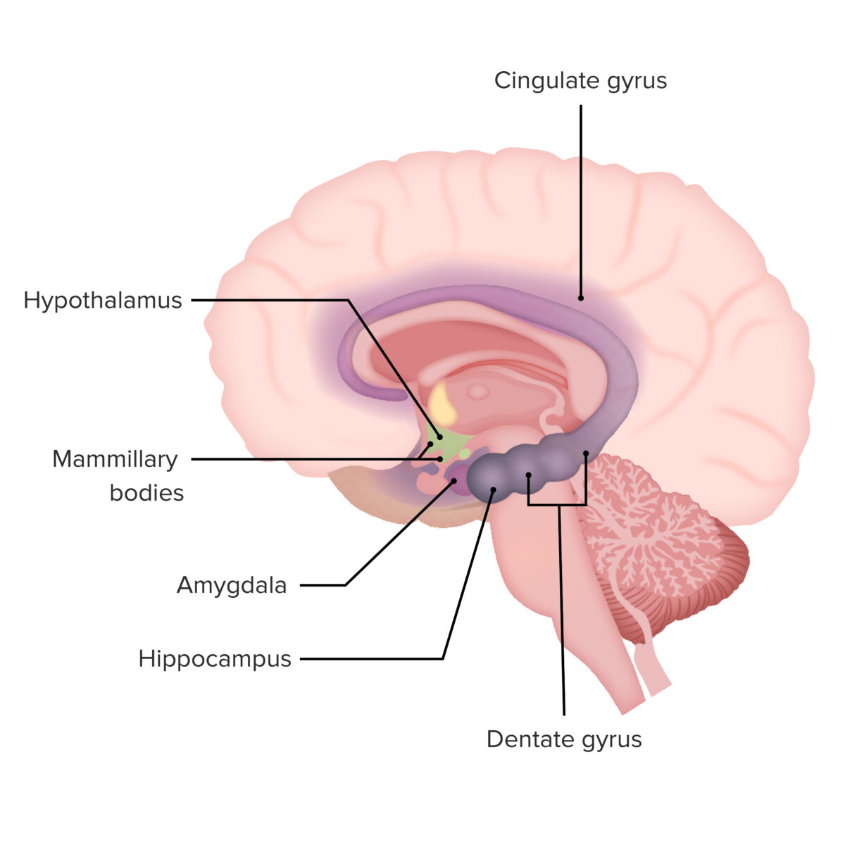 Primary components of the limbic system