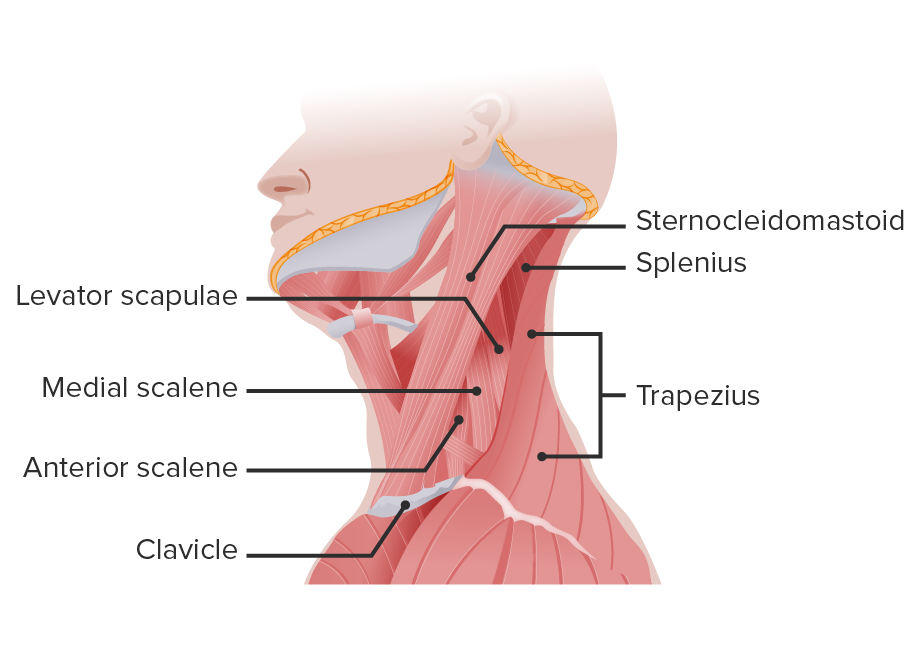 Primary muscles of the neck