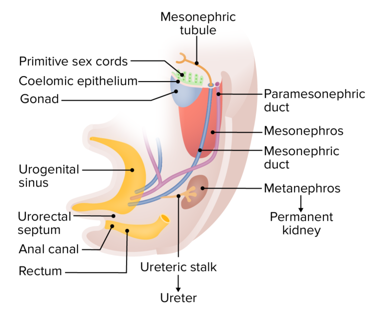 Rogenital Ridge Development of the Urogenital System | Concise Medical Knowledge