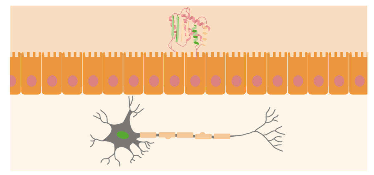 Prions abnormal proteins