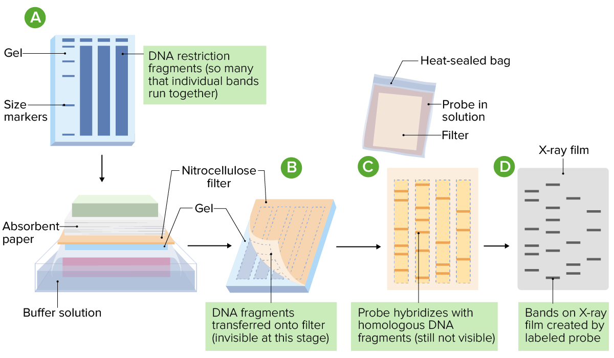 Procedure for southern blotting