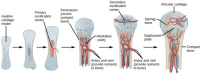 Process of endochondral ossification