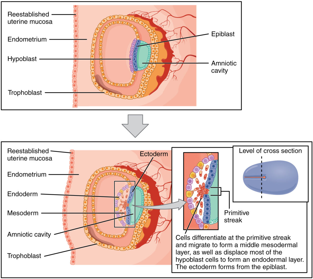 Process of gastrulation
