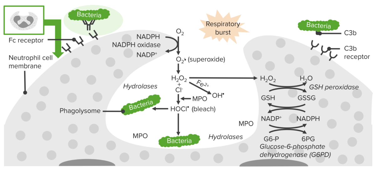 Proceso de fagocitosis en neutrófilos.