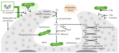 Process of phagocytosis in neutrophils