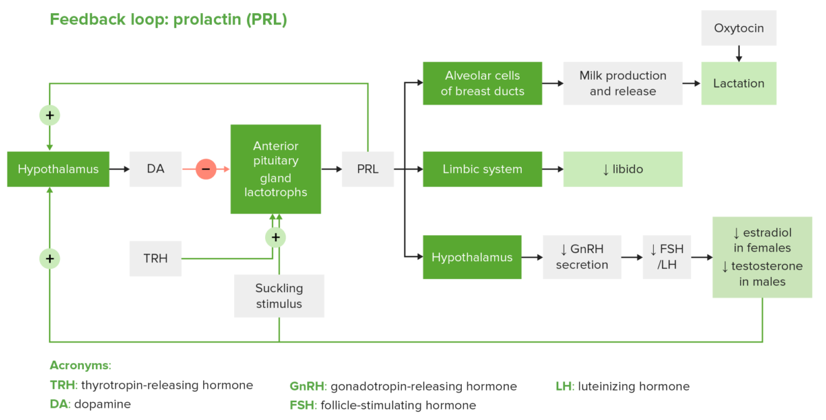 Diagrama da prolactina