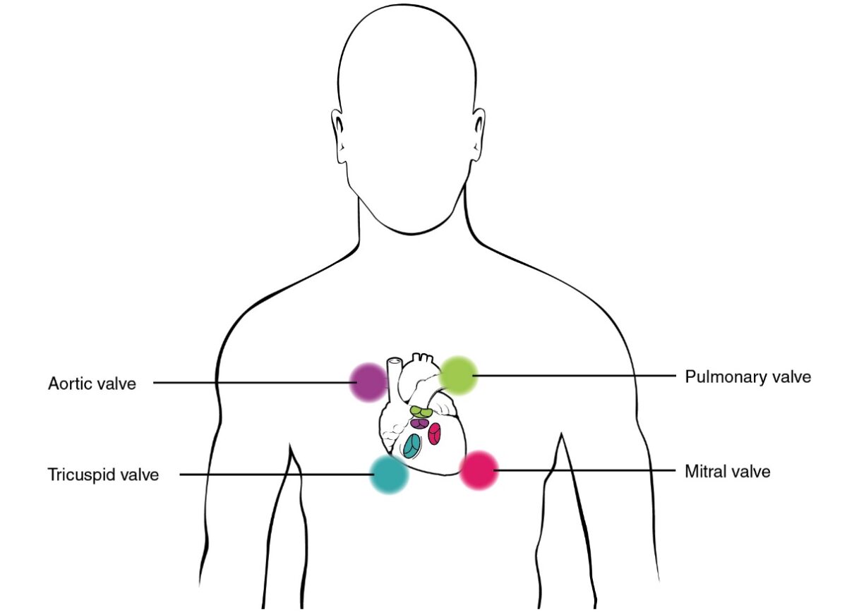 stethoscope placement for lung sounds