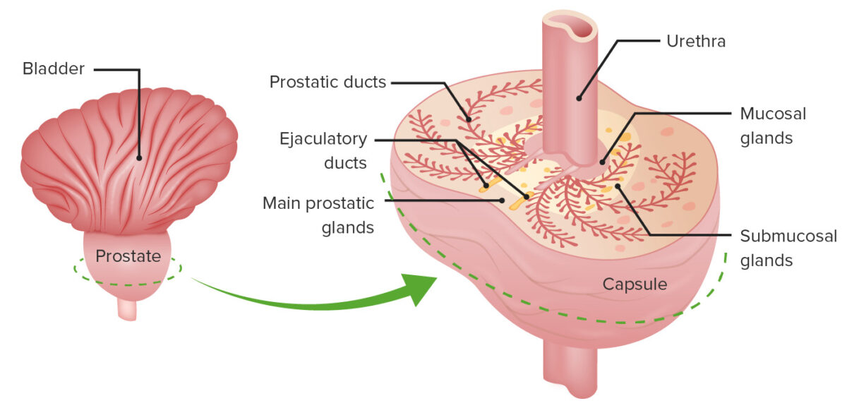 Prostate and other male reproductive glands