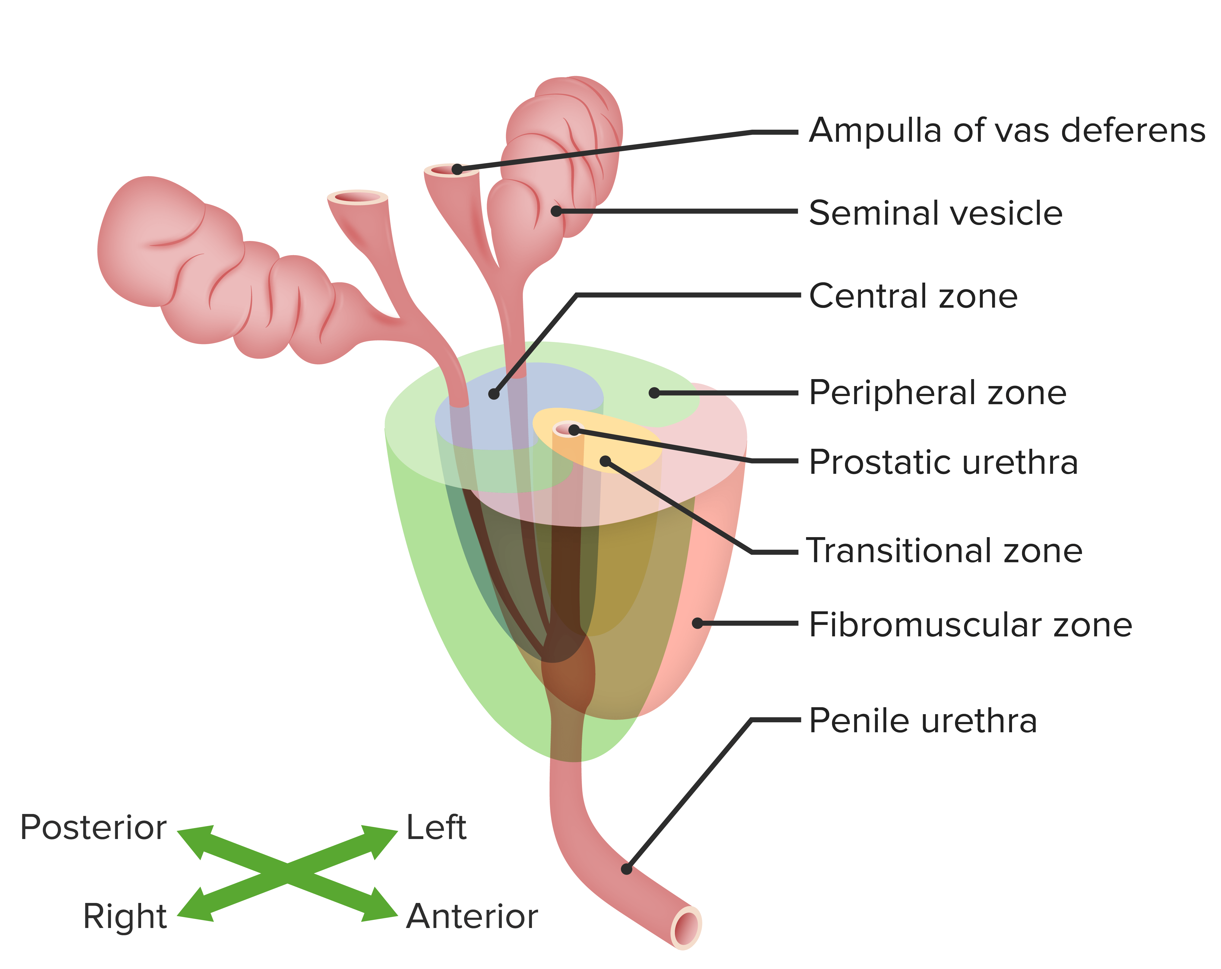 Prostate Gland Zones 1200x857