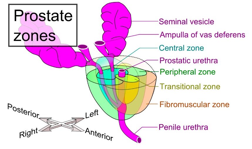 Próstata e principais zonas da próstata