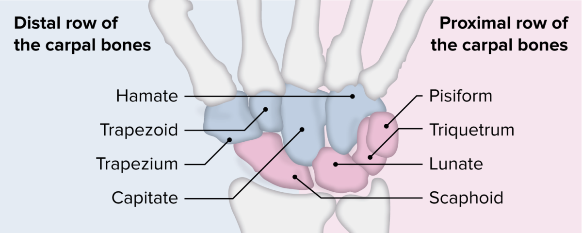 Filas proximal y distal de los huesos del carpo