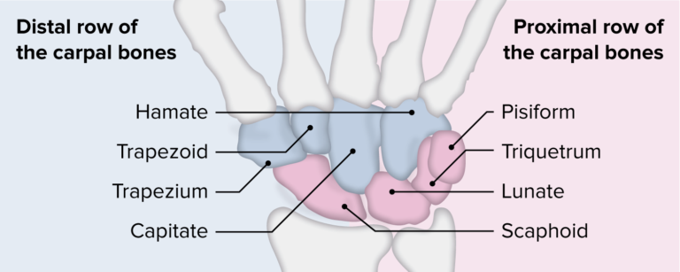 Wrist Joint Anatomy Concise Medical Knowledge 