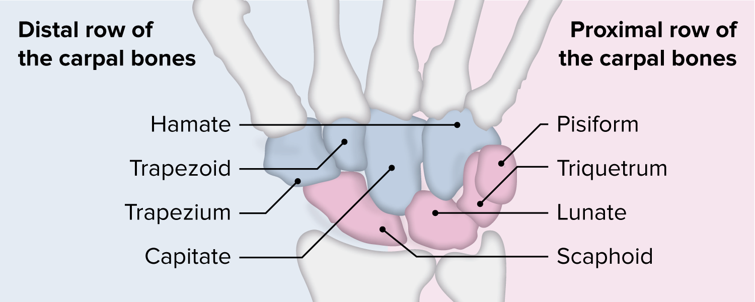 Wrist Joint Anatomy Wrist Joint Anatomy