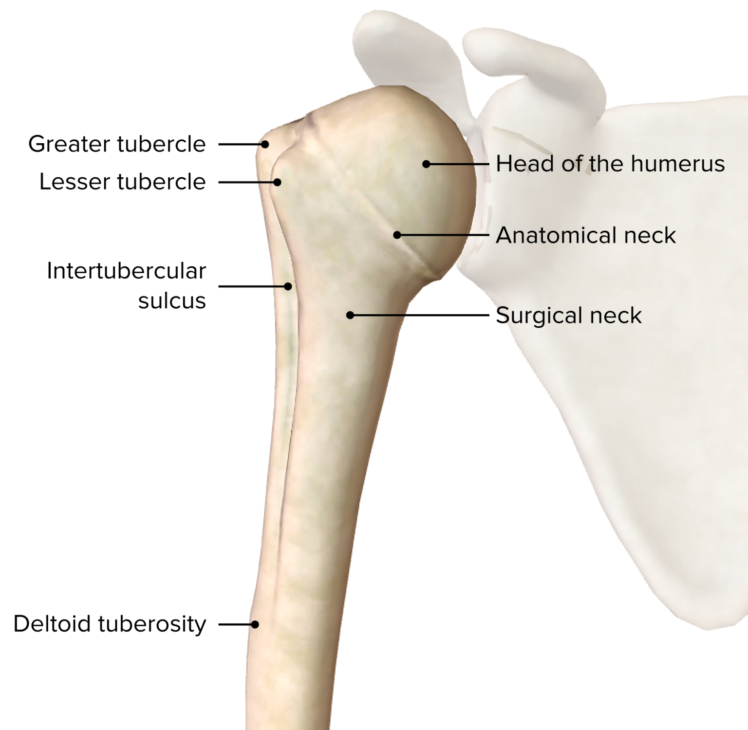 Shoulder Joint Anatomy Concise Medical Knowledge