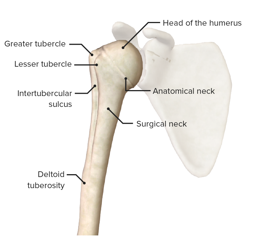 Proximal end of the humerus