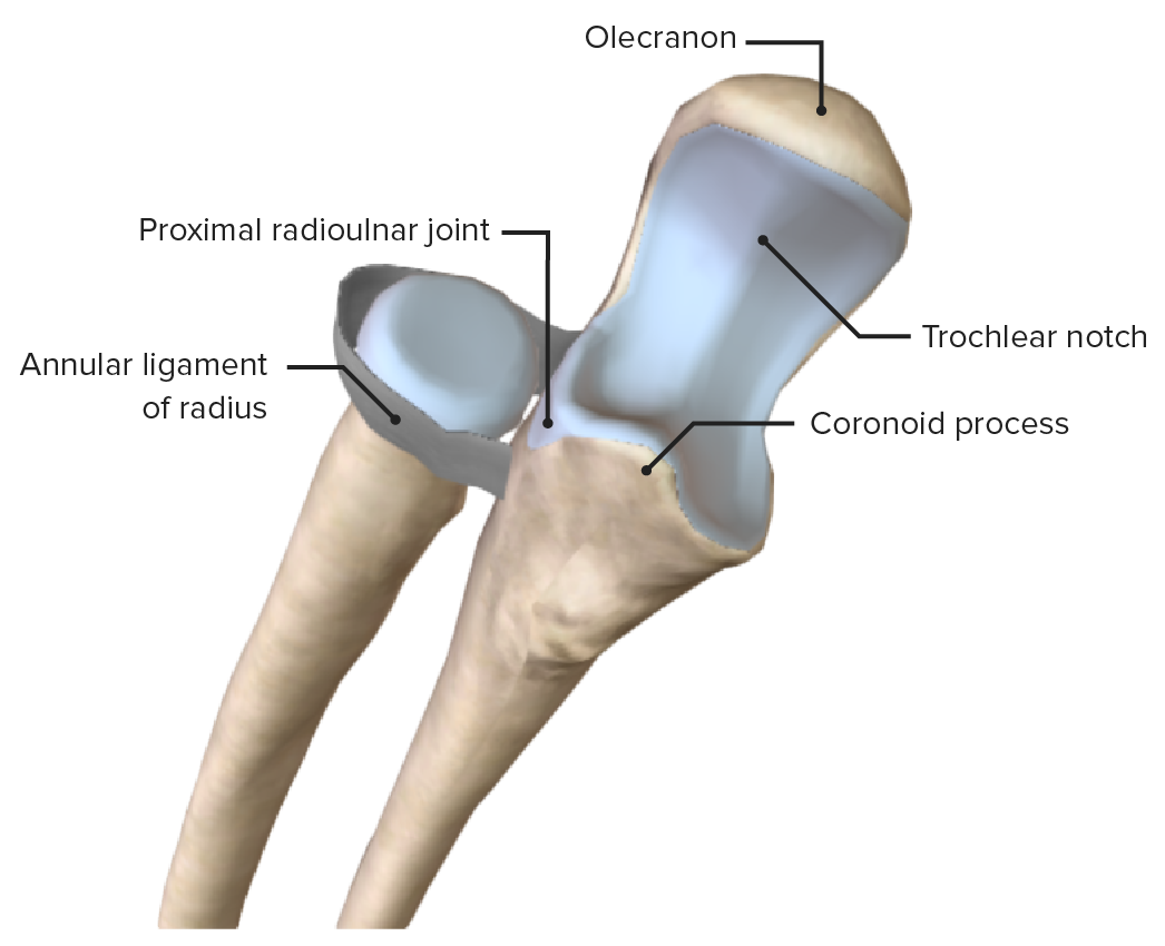 Proximal radioulnar joint