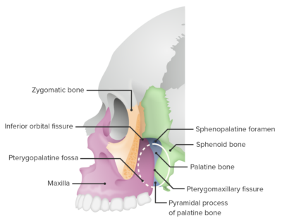 Skull: Anatomy | Concise Medical Knowledge