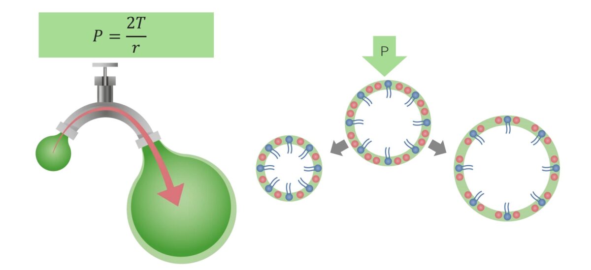 Pulmonary surfactant annulled the law of laplace Pulmonary surfactant annuls the law of laplace