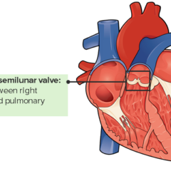 The Lecturio Medical Concept Library