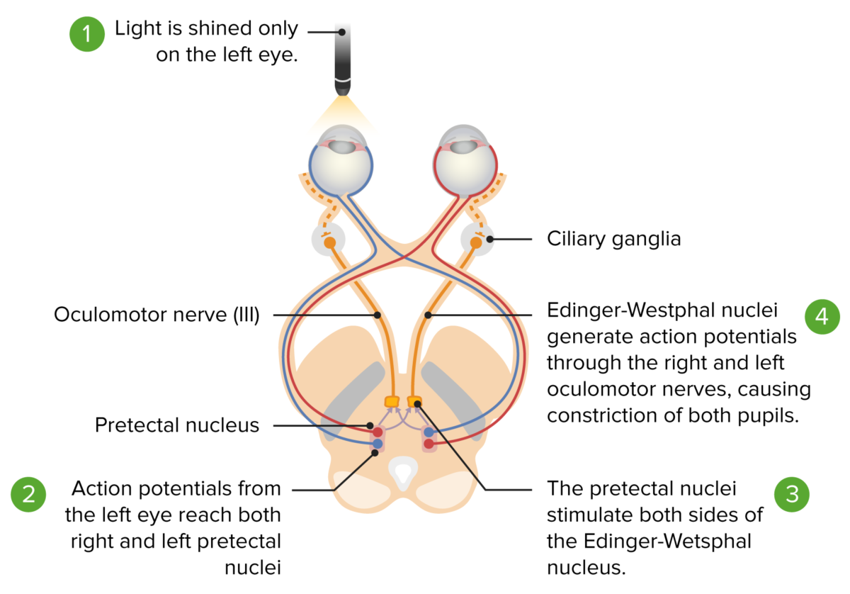 Pupillary reflex pathways