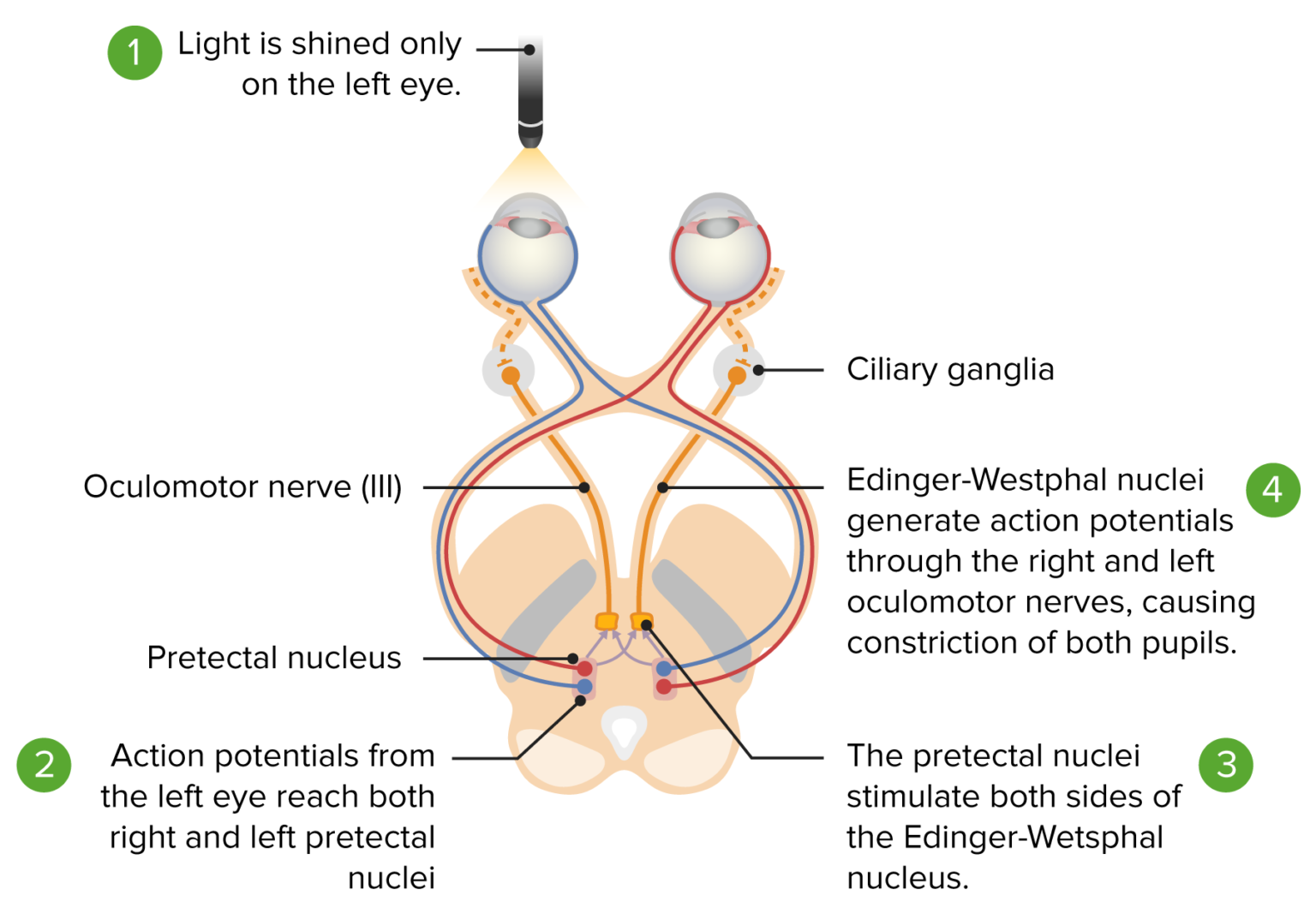 Pupil Physiology And Abnormalities Concise Medical Knowledge