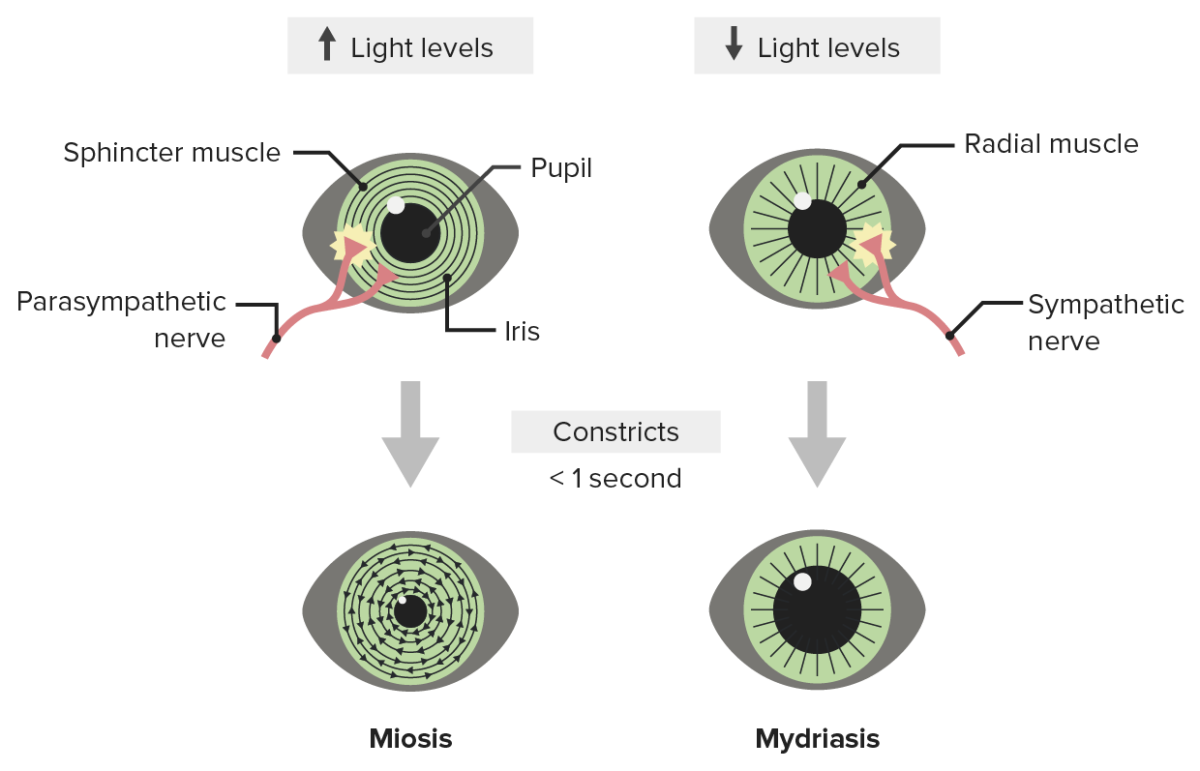 Pupillary response to light