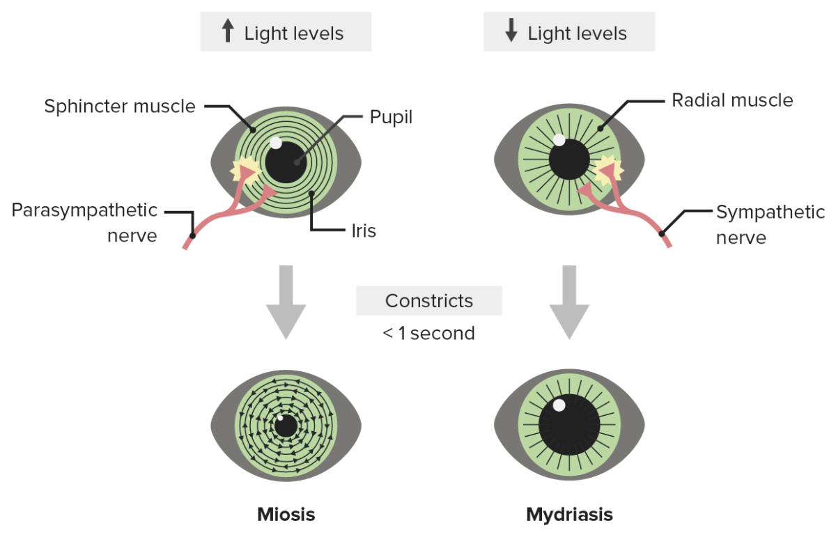 Pupillary reaction test - sheryglass