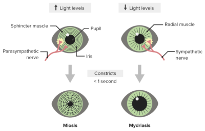 pupillary reaction test