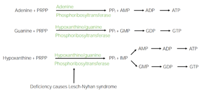 Purine nucleotide salvage pathway