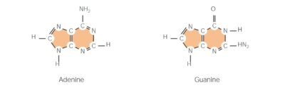 Nucleic Acids | Concise Medical Knowledge