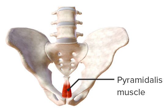 Pyramidalis muscle