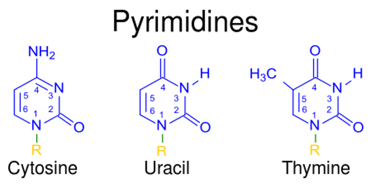Pyrimidine nucleotides and their structure